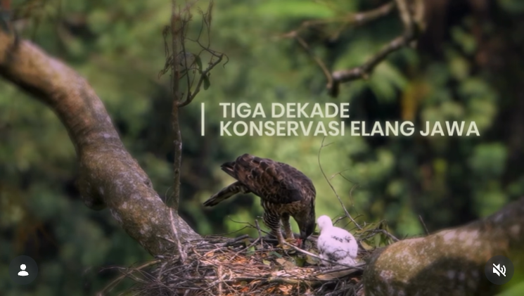 Inilah Garuda yang nyata, kisah konservasi Elang Jawa (Nisaetus bartelsi)