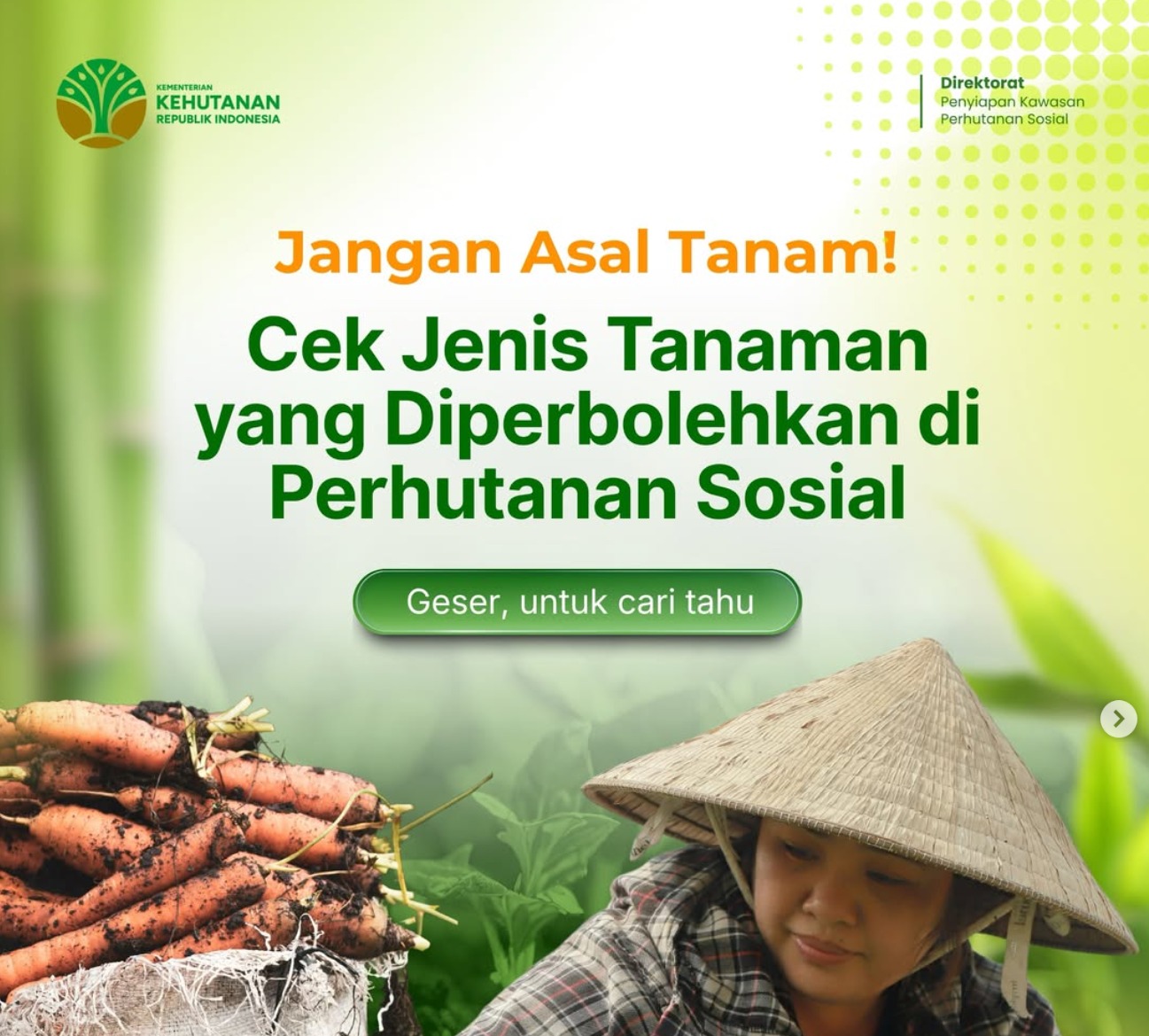 Cek Jenis Tanaman yang Diperbolehkan di Perhutanan Sosial